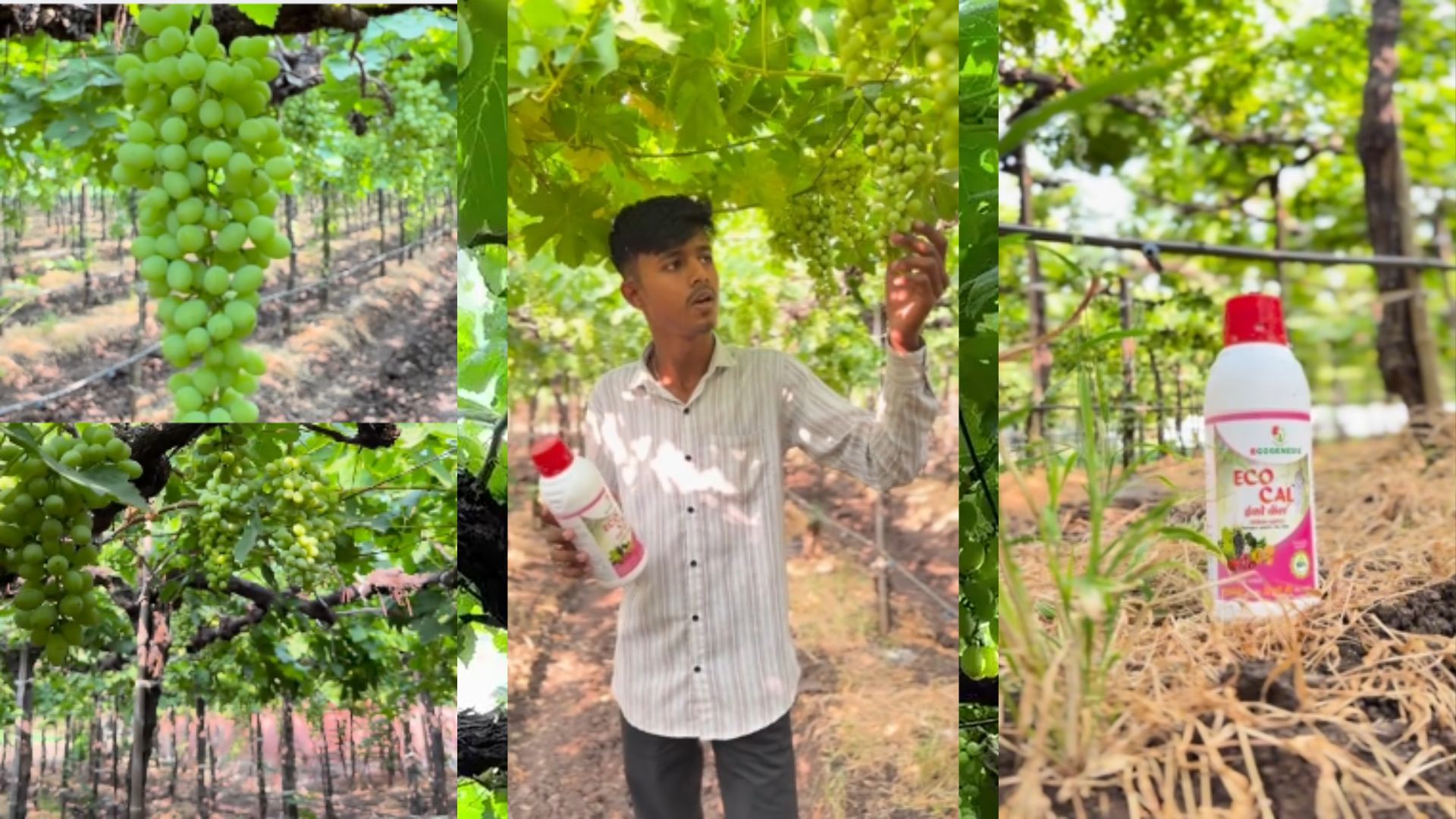 Interview with grape grower Sarthak Kadam